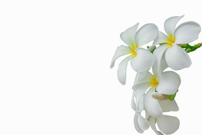 Close-up of white flowering plant