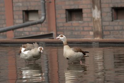 Seagulls on a lake