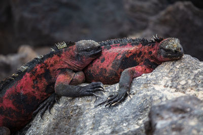 Marine iguanas, amblyrhynchus cristatus, in the galápagos islands, ecuador. 