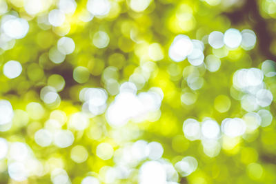 Green bokeh on nature defocus art abstract blur background