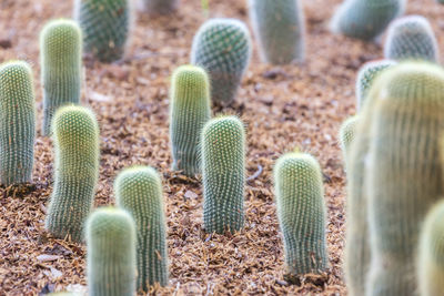 Close-up of succulent plant on field