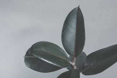 Low angle view of flowering plant against white background