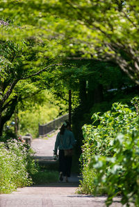 Rear view of man walking on footpath amidst trees