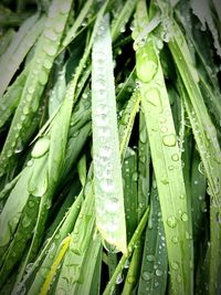 Close-up of water drops on leaf