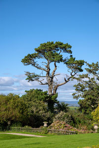 Tree on field against sky