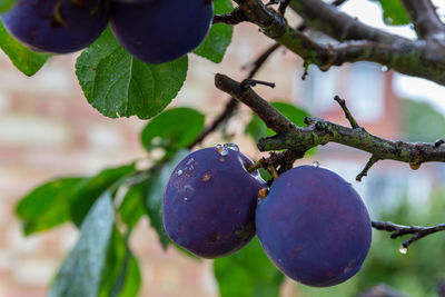 Close-up of fruit growing on tree