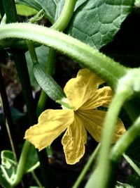 Close-up of yellow flower