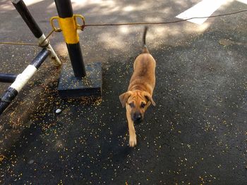 High angle view of dog on street