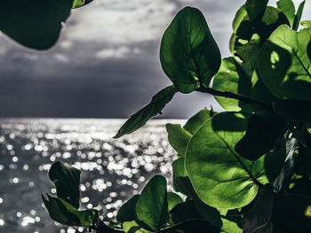 Close-up of plant leaves against sea