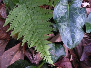 High angle view of wet leaves on plant