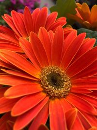 Close-up of red daisy