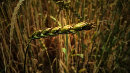 Close-up of wheat growing on field