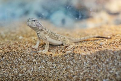 Close-up of lizard on sand 