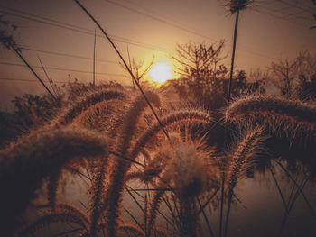 Close-up of silhouette plants against sky during sunset