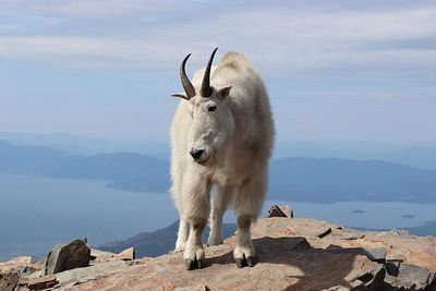 Horse standing on rock by mountains against sky