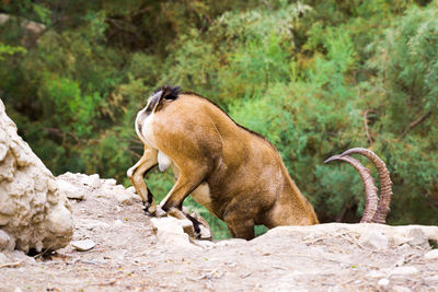 Side view of giraffe on rock in forest