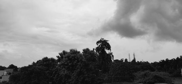 Low angle view of trees against sky