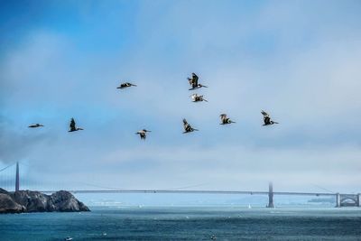 Birds flying over sea against sky