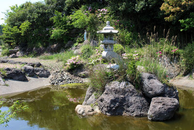 Plants growing by lake in garden