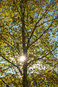 Low angle view of sunlight streaming through tree