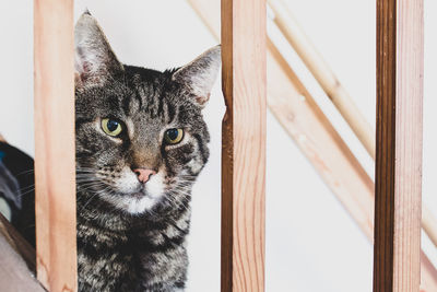 Close-up portrait of a cat