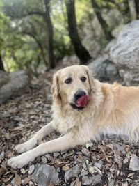 pet