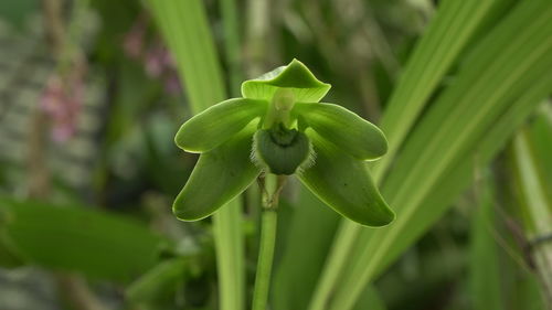 Close-up of white flowering plant