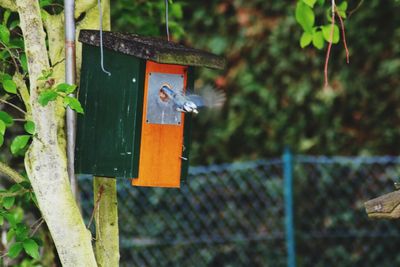 Bird perching on a wooden fence