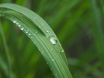 Close-up of water drops on blade of grass