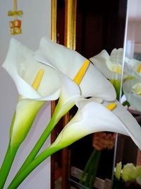 Close-up of white flowers on window at home