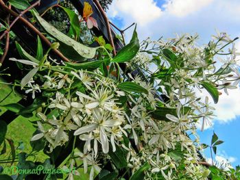 Close-up of flowers blooming against sky