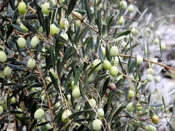 Close-up of fruits growing on tree