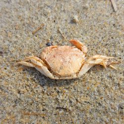 Close-up of crab on beach