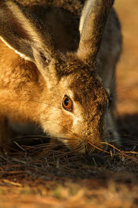 Wild hare on brijuni national park, croatia