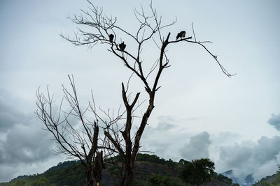 Low angle view of bare tree against sky