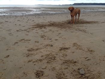 Dog standing on beach