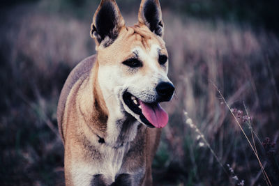 Close-up of a dog looking away