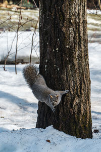 Squirrel on tree trunk during winter