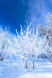 Snow covered trees on field against blue sky