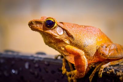 Close-up of frog