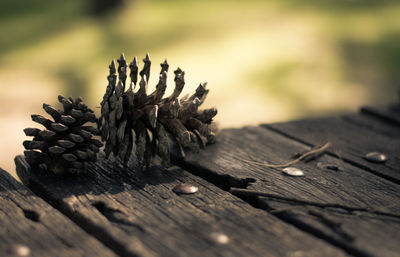 Close-up of bread on wood