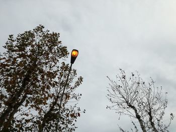 Low angle view of bird flying in sky