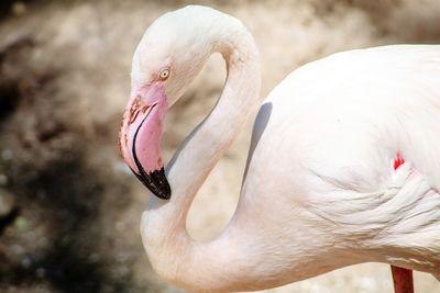 Close-up of swan