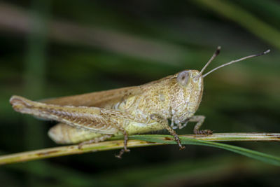 Close-up of insect on leaf