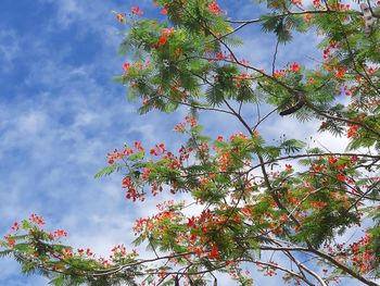 Low angle view of flowering tree against sky