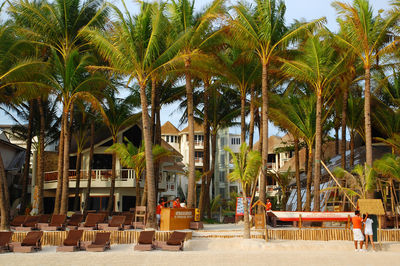 Panoramic view of palm trees