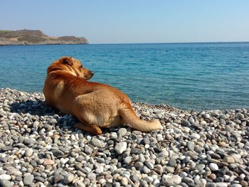 Dog resting on stones at beach against clear sky