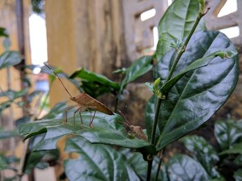 Close-up of insect on plant