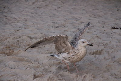 Seagull on sand
