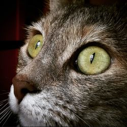 Close-up portrait of cat